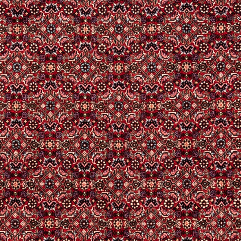 Perserteppich - Bidjar - Royal 252 x 337 cm - rot